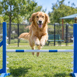 Dog Parks