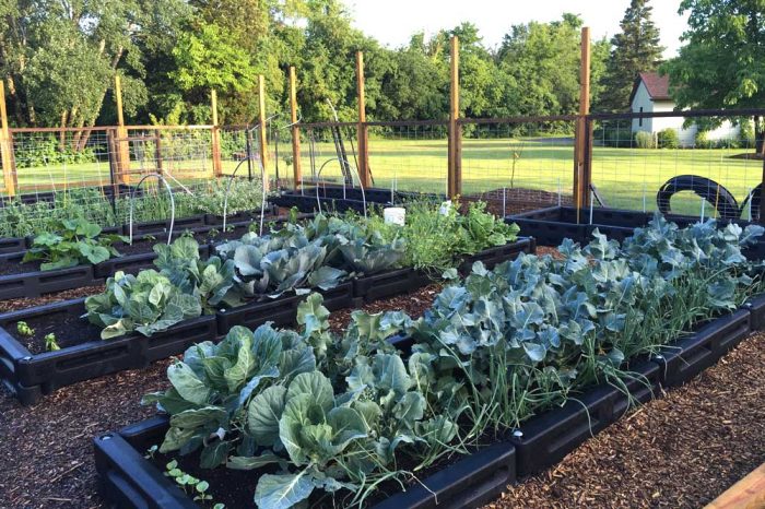 Border Timber Raised Garden Beds with Weed Mat - Image 2