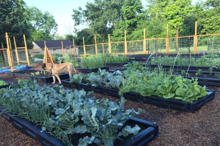 Border Timber Raised Garden Beds with Weed Mat - Image 13